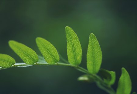 FRESH GREEN - nice, cool, hot, leaves, wallpaper, leaf