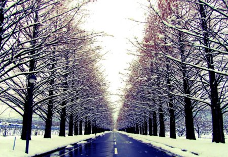 WINTER ROAD - alley, winter, road, landscape, trees