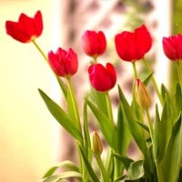 RED TULIPS