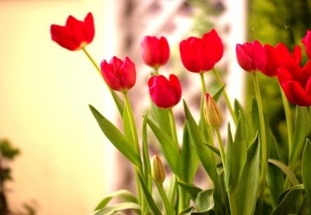 RED TULIPS - flowers, nature, tulips