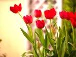 RED TULIPS