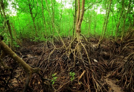 Woodland - malaysia, nature, d300, woodland