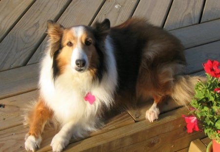 JUST MARGO - flowers, ruff collie, pets, dogs, collies, friends