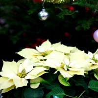 CHRISTMAS POINSETTIAS