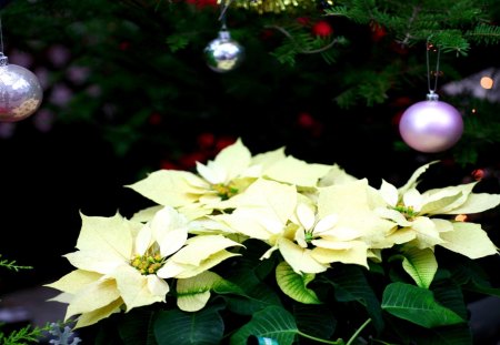 CHRISTMAS POINSETTIAS - holiday, poinsettia, christmas, decorations