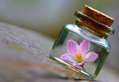 LITTLE GIFT - flowers, girls, gifts, pink, glass, bottles