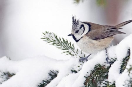 Birds in winter - snow, bird, winter, perch