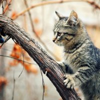 Autumn Cat