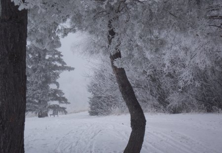 Snowy winter day in the park - serene, pretty, winter, beautiful, photography, frost, park, snow