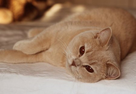 I love your bed... - bed, love, ginger, cat