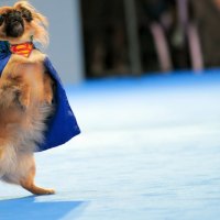 Dog Supermen