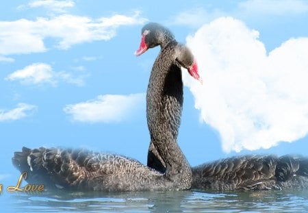 True Love - eternity, love, forever, mates, lake, sky, pond, clouds, heart, black swans