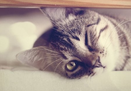 Cat - flower, cute, look, wall, cat, rest, friendsm fluffy, adorable, kitty, animals, sweet, window, pets, blanket, room, playing, home, kitten, house