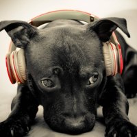 Dog music