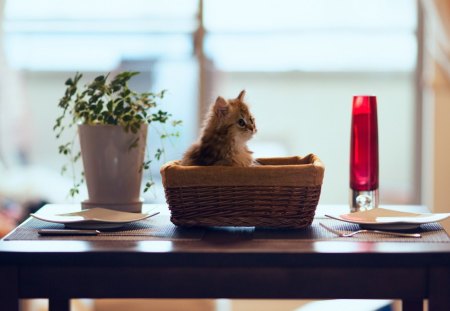 Cat - flower, cute, look, wall, cat, rest, friendsm fluffy, adorable, kitty, animals, flowers, sweet, window, pets, blanket, room, playing, home, kitten, house