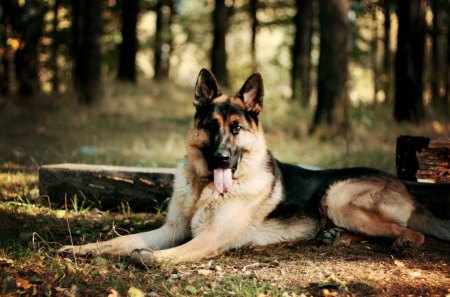 German sheperd - dog, shepherd, german shepherd, beautiful