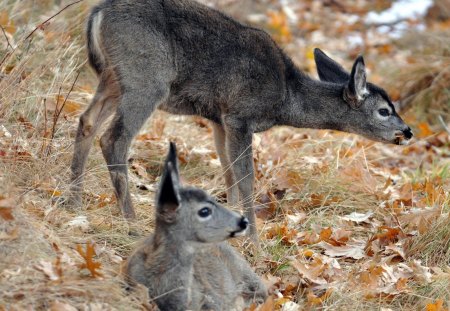 small fawns - fawns, deer, small, wild