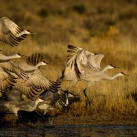 birds taking flight