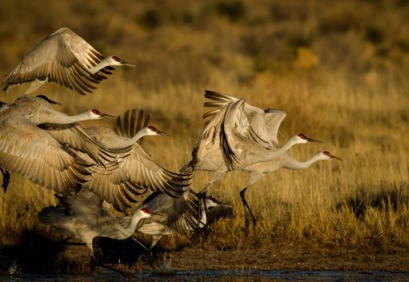 birds taking flight - taking, flight, wilds, birds