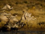 birds taking flight