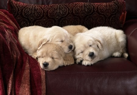 cute puppies sleeping - sleeping, sofa, puppy, labs, white, dog, red, animal, dogs, cute, puppies