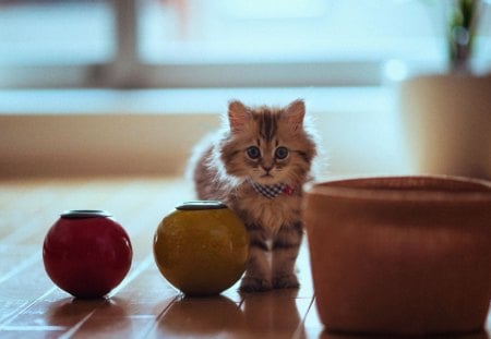 Cat - cute, look, wall, cat, rest, friendsm fluffy, adorable, kitty, animals, sweet, pets, blanket, room, playing, home, kitten, house