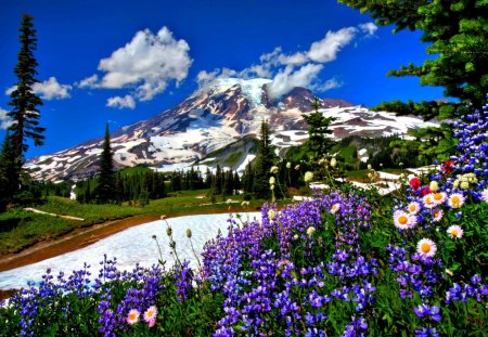 mountain snowmelt - snow, flower, mountain, snowmelt