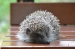 Hedgehog