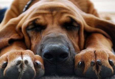 Dog - dog, sleep, claw, paw