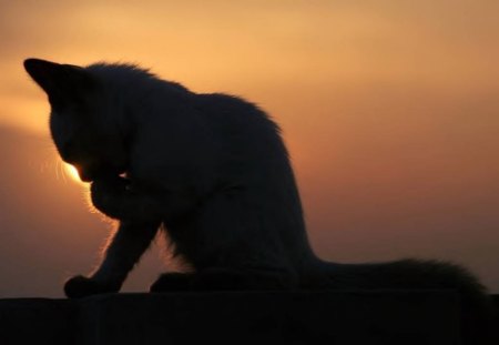 Silhouette Of A Cat - cat, sky, animal, sunset