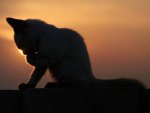 Silhouette Of A Cat