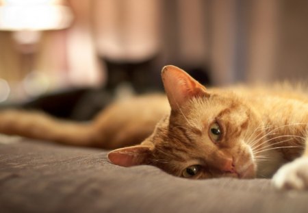 Cat - animals, room, pets, friendsm fluffy, home, house, look, cute, adorable, cat, kitty, playing, kitten, blanket, wall, rest, sweet