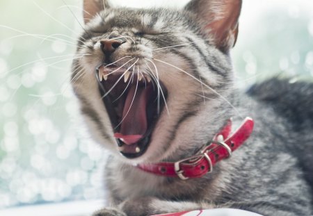 Cat - animals, room, pets, friendsm fluffy, home, house, look, cute, adorable, cat, kitty, playing, kitten, blanket, wall, rest, sweet