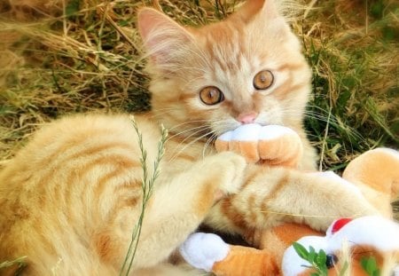 Cat - animals, room, pets, friendsm fluffy, home, house, look, cute, adorable, cat, kitty, playing, kitten, blanket, wall, rest, sweet