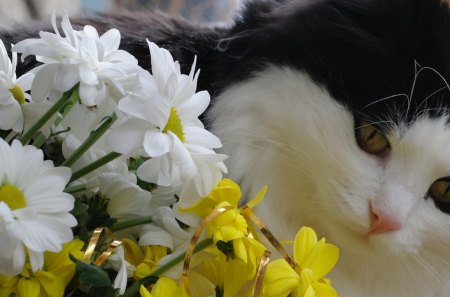 Cat - animals, room, pets, friendsm fluffy, home, house, look, cute, adorable, cat, kitty, playing, kitten, blanket, wall, rest, sweet