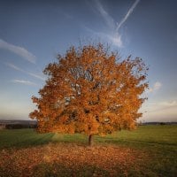 tree countryside