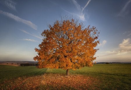 tree countryside - countryside, sky, tree, fields