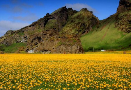 Flower field - nature, field, yellow, flower