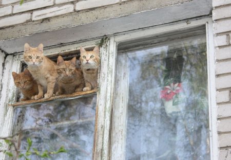 Cats - window, room, home, friendsm fluffy, blanket, kitten, look, pets, house, sweet, playing, rest, cat, cute, adorable, wall, animals, kitty