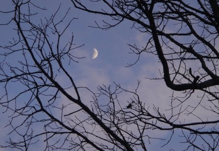 moon shot - moon, nature, sky, hiking