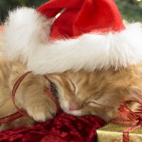 Sleepy Santa Paws