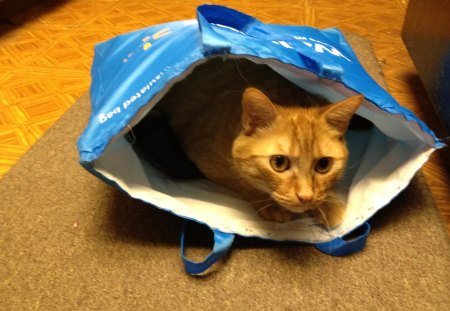 Checking out the grocerys. - cat in bag, checking grocerys, hiding in bag, cat