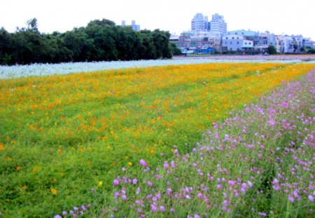 Beautiful flower field - pretty, colorful, flower field, beautiful