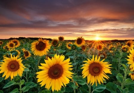 Sunflower field