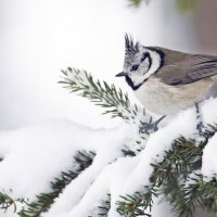 Bird in winter