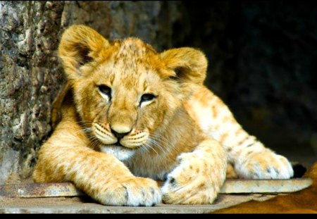 Cute lion cub - cub, zoo, lion, adorable, wild life