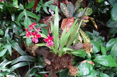 Orchid - red, flowers, orchid, nature, miltonia