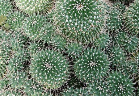 A lot of cactuses - spiky, cactus, nature, green, desert