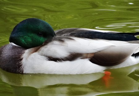 Duck - male, animal, female, nature, lake, ducks