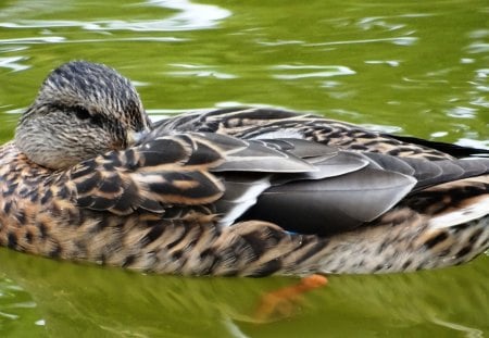 Duck - male, animal, female, nature, lake, ducks